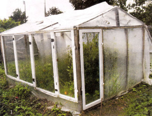 Hotbeds of old window frames photo, from the windows of a greenhouse with their hands in the country, how to make a small greenhouse for tomatoes, a greenhouse of the windows with their hands, how to build a greenhouse on the site under the seedlings guide - how to make a greenhouse