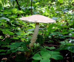 Poisonous Mushroom silverfish comb or fungus Lepiota cristata photo and description of poisonous mushrooms with names. Poisonous mushrooms photo for children