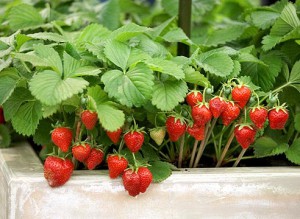How to grow a garden strawberries in a greenhouse or in the country, description, care and cultivation of strawberry