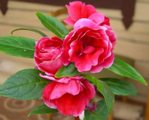 Beautiful garden balsam on a bed, photo