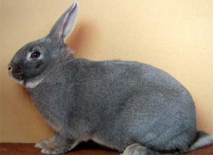 Decorative rabbits squirrel breed, photo and description