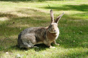 Gray breed giant bunnies keeping, breeding, photo and description