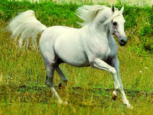 Description, photos, breed characteristics to domestic breeding