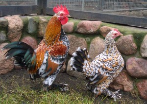 Altai breed chickens Bantam, photos, description, characterization and breeding at home