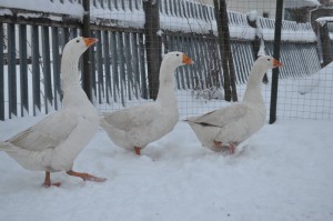 Photos, description Rhine geese breed, characteristic for home breeding