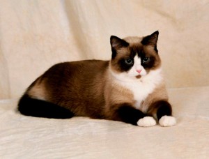 Photos, description cats breed Snowshoe, characteristic for home breeding and maintenance