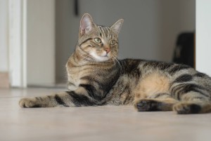 Photos, description Brazilian Shorthair, characteristic for cultivation and maintenance