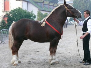 Photos, description breed horses Breton, characteristic for home breeding