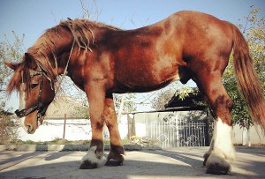 Photos, description Soviet Heavy horse breed, characteristic