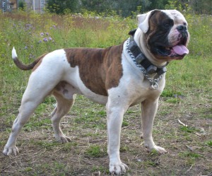 Photos, description breed dog American Bulldog, characteristic for home breeding and maintenance