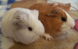 Photos, description guinea pigs breed Longhair sheltie, characteristic for home breeding and maintenance