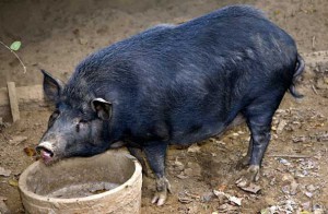 Photos, description pigs Ossabo islands, rocks characteristic of domestic breeding