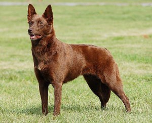 Photos, description breed dog Australian Kelpie, characteristic for home breeding and maintenance