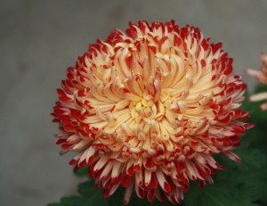 Growing Indian chrysanthemum from seeds near the house, description, tips