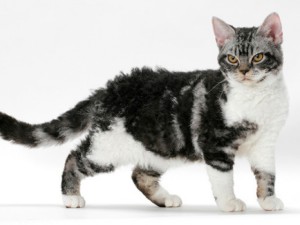Photos, description cat breed American Shorthair, characteristic for home breeding