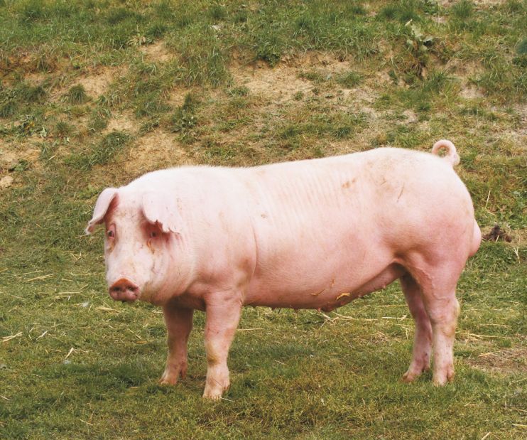 Description Landrace Pigs Breed Photos Content