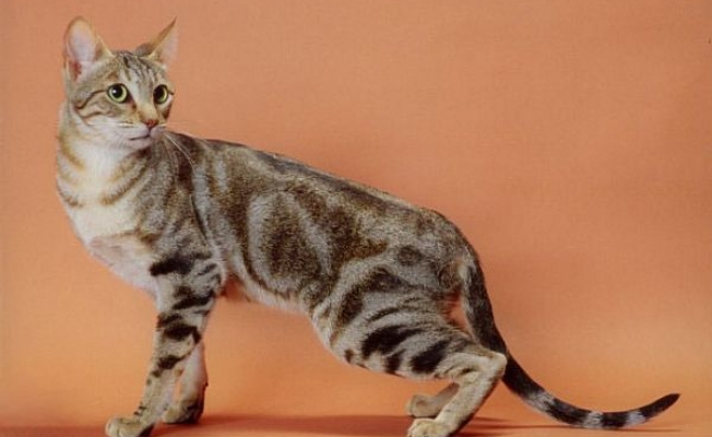 Description Sokoke Cat Breed Photo Characteristics