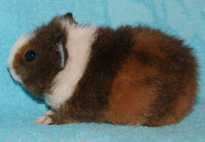 Photos, description guinea pigs breed Somalia, characteristic for home breeding and maintenance