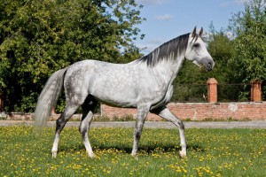 Photos, description Terek breed horses, breeding characteristics for home and contents