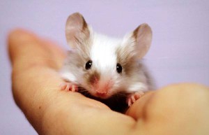 Decorative mouse, breed, care and maintenance in the home, the description and photo
