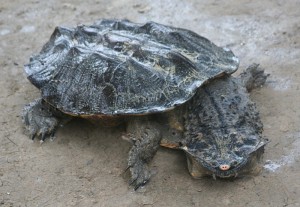 Description Matamata turtle species, breed characteristics of the photo