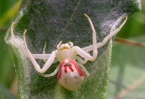 Description spider-crabs (bokohod), species characteristics, photos, danger