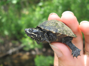 Description musk turtle, rock photo, characteristics