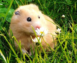 Syrian golden hamsters, care at home, content, description and a photo