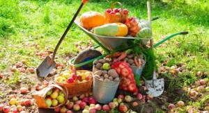 Осенние работы в саду