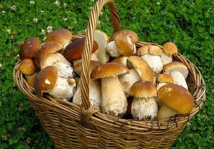 гриби