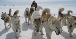 собака гренландская порода