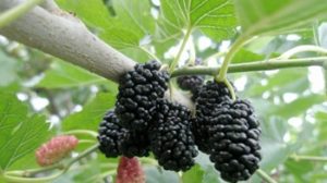 шелковица фото