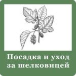 шелковица посадка и уход